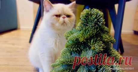 20 человек, которые своими хитроумными решениями испортили новогоднее настроение маленьким разрушителям . Милая Я