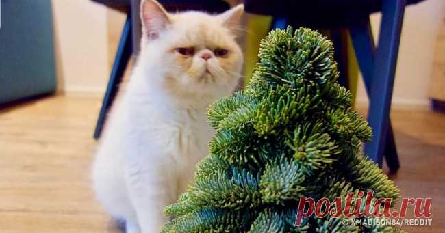 20 человек, которые своими хитроумными решениями испортили новогоднее настроение маленьким разрушителям . Милая Я