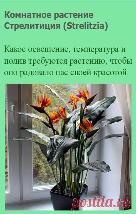 Комнатное растение Стрелитиция (Strelitzia). Растение, названное в честь жены английского короля Георга III Шарлотты, урожденной Макленбург-Стрелитц, привлекает внимание благодаря крупному цветку необычной формы. Чаще всего его используют для составления букетов, однако стрелитцию можно выращивать в больших емкостях и как горшечное растение.
