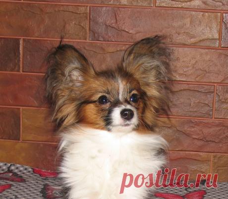 Снежное Танго Эвридика .
28.06.2016.
sire : CH Houm Tet-a-Tet Sharazan at Snezhnoe Tango 
Pap PRA1 - clear.
dam:Snezhnoe Tango Galateya Sweet Dream Pap PRA1 = clear.
Не крупная, нарядная, без недостатков .
Приятный характер
