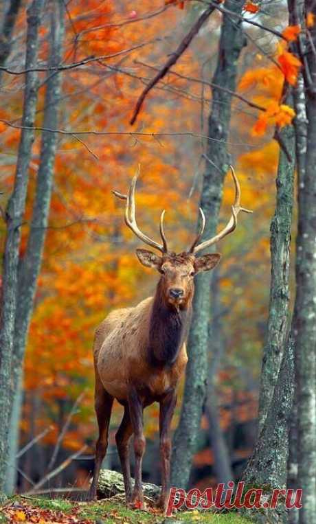 (162) Pinterest