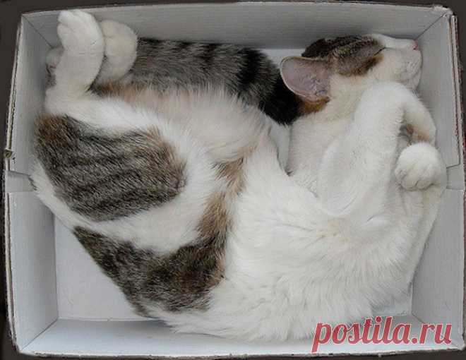 Хвостик - на подушке, на простынке - ушки!