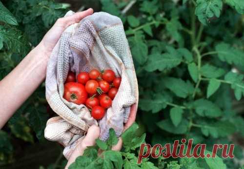 Ошибки, снижающие урожай томатов