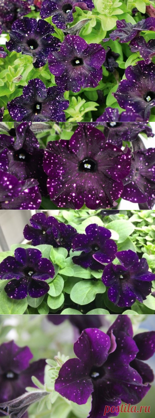 Петуния Бонни Мистери Скай: описание, фото, посадка и уход | Растения для сада, огорода