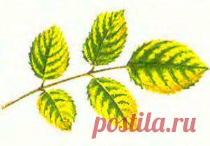 Болезни и вредители роз