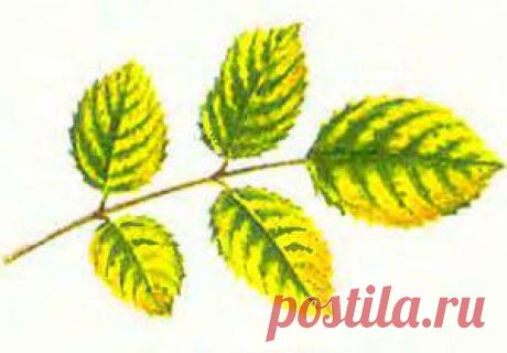 Болезни и вредители роз