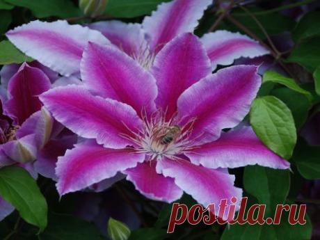 Цветы - Просмотр изображения - Обои для рабочего стола: красивые картинки, заставки на рабочий стол, фотообои, темы