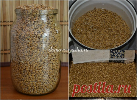 Приготовление солода в домашних условиях. Для хлеба, для кваса. | Народные знания от Кравченко Анатолия