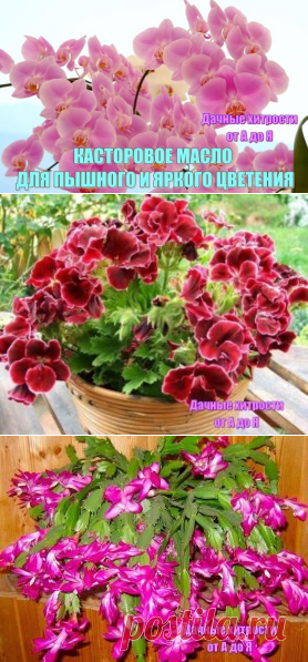 (57) Одноклассники  КАСТОРОВОЕ МАСЛО ДЛЯ ПЫШНОГО И ЯРКОГО ЦВЕТЕНИЯ