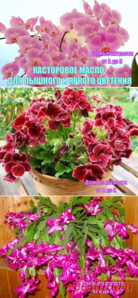 КАСТОРОВОЕ МАСЛО ДЛЯ ПЫШНОГО И ЯРКОГО ЦВЕТЕНИЯ