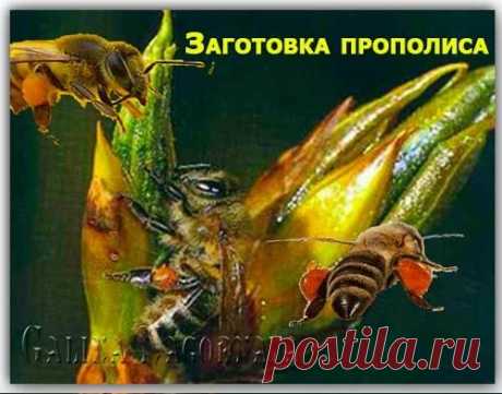 Как употреблять прополис. Происхождение прополиса