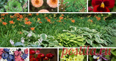 Неприхотливые цветы, которые можно выращивать где угодно
