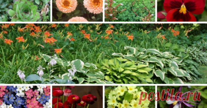 Неприхотливые цветы, которые можно выращивать где угодно