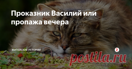 Проказник Василий или пропажа вечера Был у нас кот, которого прозвали Василий: важный такой, толстый, с гладкой шерсткой и нахальной мордой.
В один из вечеров мы решили собраться компанией после работы всем нашим рабочим коллективом и отметить новый проект у меня дома.
Все девушки заняты домашними хлопотами – на стол накрыть, продукты помыть и нарезать, посуду расставить.  И при этом еще и приглядывать, чтоб наша мужская половина не