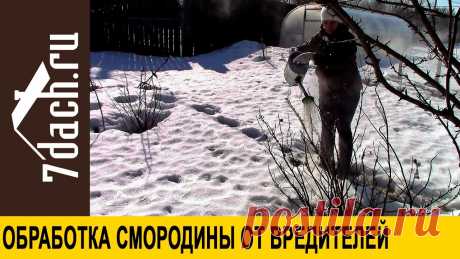 Обработка смородины от почкового клеща и других вредителей - 7 дач Почковый клещ - грозный вредитель смородины. Избавиться от этого вредителя можно обливанием кустов смородины горячей водой ранней весной. А защитить от други...