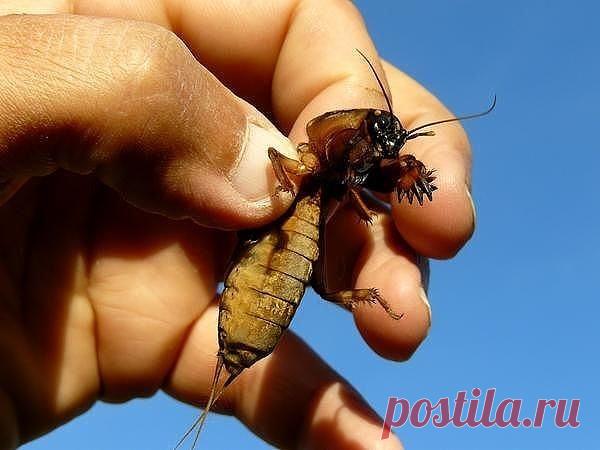 Народные методы борьбы с медведкой (советы от дачников) Медведка в огороде — это беда для дачника. Перегрызенные корни, уничтоженные семена, испорченные корнеплоды редиса, моркови и картофеля — это далеко не полный список «художеств» медведки, благодаря ко…