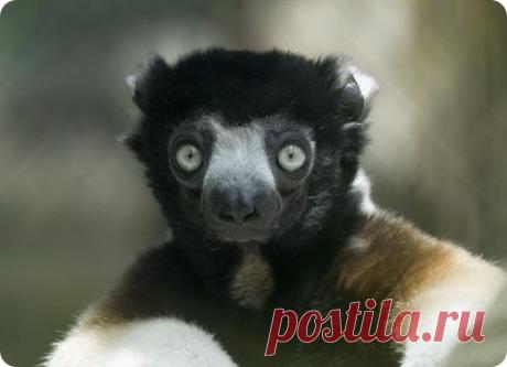 Редкие и удивительные животные планеты Земля | Блог Невидимки. СИФАКА. Обезьяна семейства  индриевых