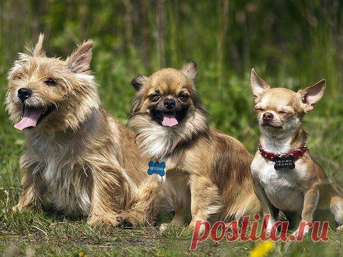 Эти забавные животные! – Владислав Баций добавил фотографию в альбом ДРУЖБА БРАТЬЕВ НАШИХ МЕНЬШИХ