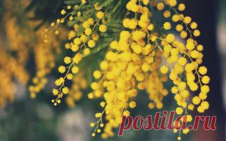 Акация комнатная: виды, уход и размножение Акация (Acacia) – многолетнее вечнозеленое деревце или кустарник, относится к семейству бобовые. Листья у акации в основном с многочисленными мелкими листочками, которые объединяются в один большой лист...