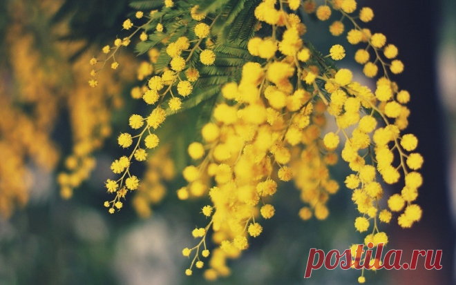 Акация комнатная: виды, уход и размножение Акация (Acacia) – многолетнее вечнозеленое деревце или кустарник, относится к семейству бобовые. Листья у акации в основном с многочисленными мелкими листочками, которые объединяются в один большой лист...