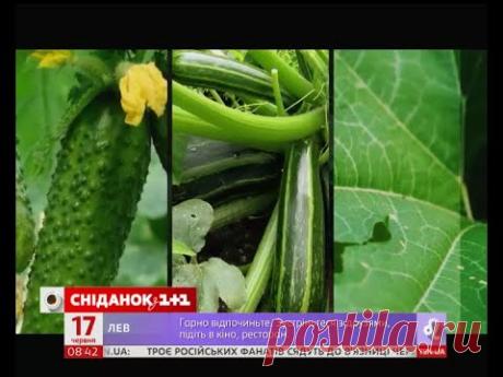 Як пришвидшити ріст огірків