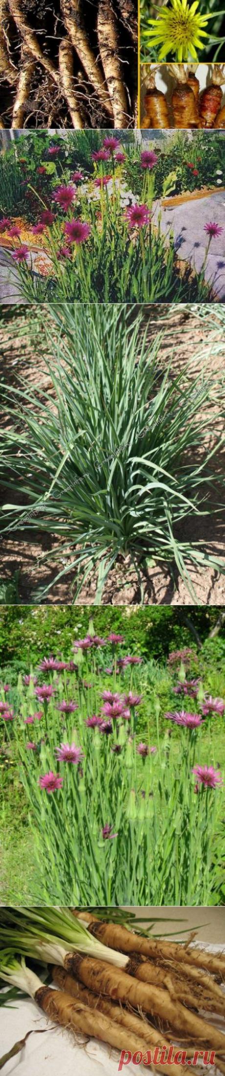 Овощная устрица. Что это? А вы знаете? | Мамам, женщинам, бабушкам и очень любознательным.