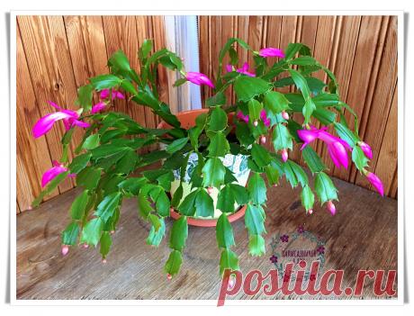 Что делать с декабристом, чтобы к зиме точно зацвёл. Инструкция на сентябрь | Палисадничек | Дзен