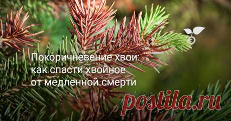 Покоричневение хвои: как спасти хвойное от медленной смерти — Ботаничка Только в известной новогодней песенке ёлочка зелёная и зимой, и летом. На дачных участках декоративные хвойные могут терять свой нарядный облик и даже погибать. А это и грустный пейзаж, и неизбежные финансовые потери, если вы приобретали редкие сортовые кусты и деревья. Почему так происходит и как этого избежать?