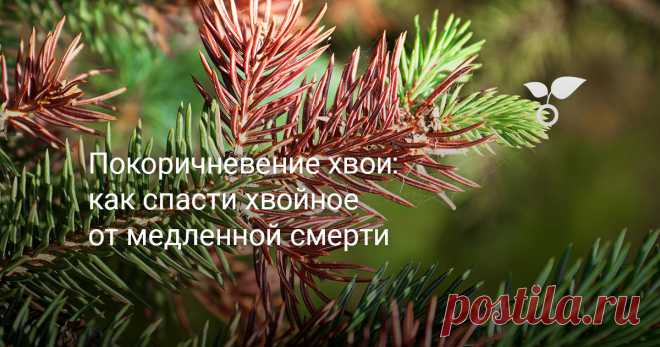 Покоричневение хвои: как спасти хвойное от медленной смерти — Ботаничка Только в известной новогодней песенке ёлочка зелёная и зимой, и летом. На дачных участках декоративные хвойные могут терять свой нарядный облик и даже погибать. А это и грустный пейзаж, и неизбежные финансовые потери, если вы приобретали редкие сортовые кусты и деревья. Почему так происходит и как этого избежать?