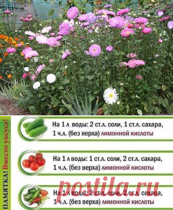 (32) Одноклассники