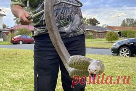 Вторжение жирных ядовитых змей началось в Австралии. Огромное количество жирных ядовитых змей угрожают домам и фермерским хозяйствам в Австралии. В штате Новый Южный Уэльс специалисты фиксируют появление аномального количества ядовитых змей. Пресмыкающиеся забираются в дома австралийцев, прячутся в садах и мусорных баках по всему штату.