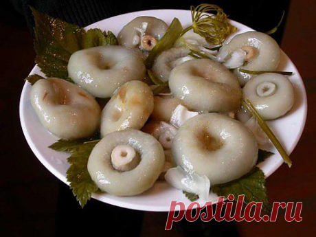 Грузди: солим и маринуем