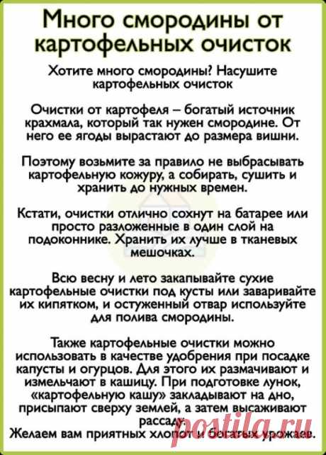 Самые важные подкормки для роз

Чтобы розы цвели пышно и живописно, да так каждый год, их нужно баловать минеральными подкормками.