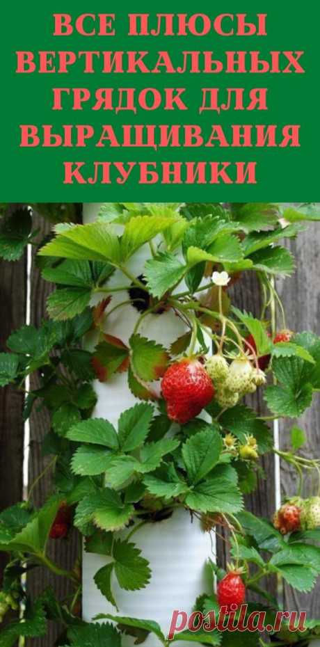 Все плюсы вертикальных грядок для выращивания клубники