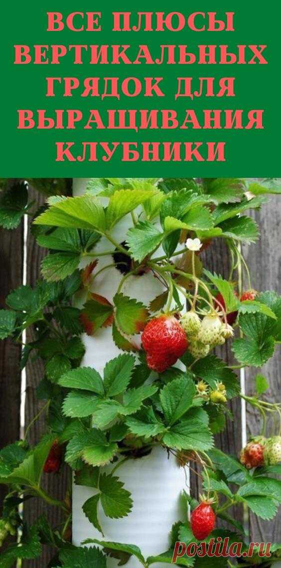 Все плюсы вертикальных грядок для выращивания клубники