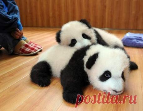 Потрясающие фото детенышей панды, которые моментально поднимут вам настроение