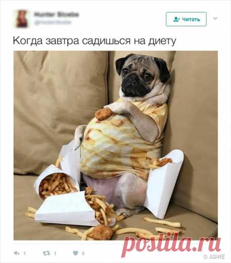 19 блестящих твитов от профессионалов похудения