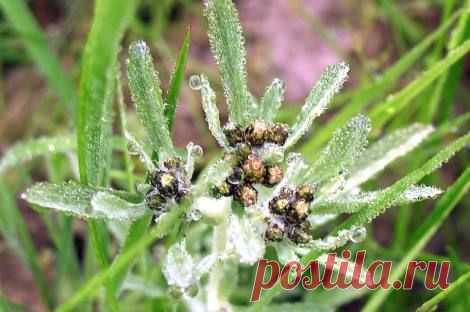 Сушеница болотная - лечебные свойства.