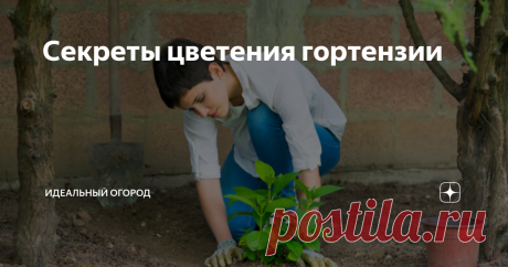 Секреты цветения гортензии Гортензия – неприхотливая садовая культура. Растение будет цвести даже при минимальном уходе. Но, чтобы куст был покрыт цветочными шапками, все же следует уделять ему внимание.