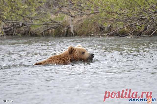 Медведь  переплывает  речку...