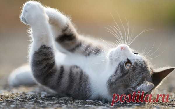 (4) Мой Мир@Mail.Ru