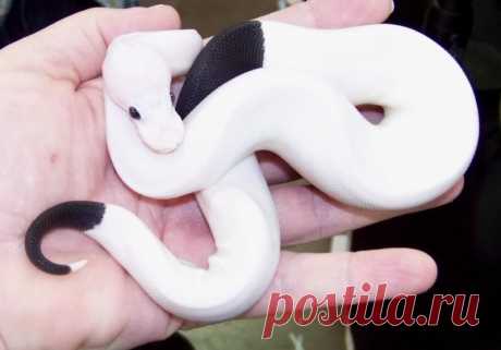 THE ANIMAL EFFECT — snake-lovers: Panda Pied Ball Python (Python...