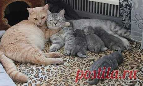 Дружная семейка | Четвероногий юмор