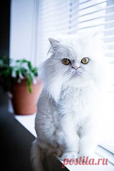 Самые популярные породы кошек: персидская | статьи рубрики “Дом” | Леди@Mail.Ru