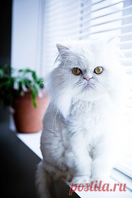 Самые популярные породы кошек: персидская | статьи рубрики “Дом” | Леди@Mail.Ru