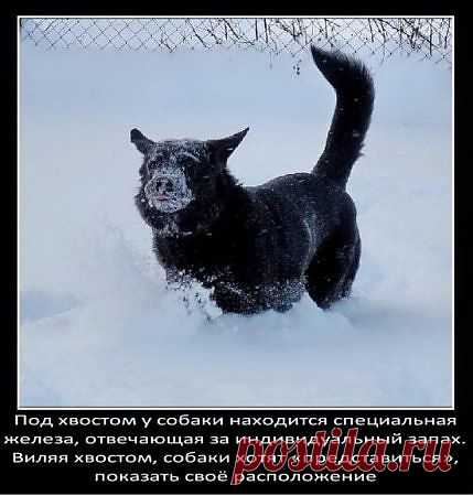 о собаках