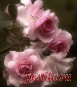 розы