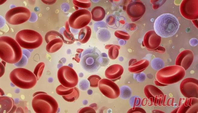 Кровь: состав, функции и почему нельзя разбавлять её водой