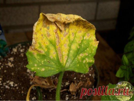 Почему желтеют листья у огурцов: что делать, чем обработать
Пожелтение листьев у огурцов — проблема, с которой сталкивается чуть ли не каждый огородник. У одних желтеют или покрываются пятнами нижние листья, у других огурцы желтеют, вянут и засыхают, у третьих — листья желтеют по краям, образуя своего рода кайму.
Почему желтеют листья огурцов, зачастую не так-то просто понять, ибо причин много и, кажется, что все они подходят под твой случай. А надо же что-то делать, урожай ведь терять не хочетс