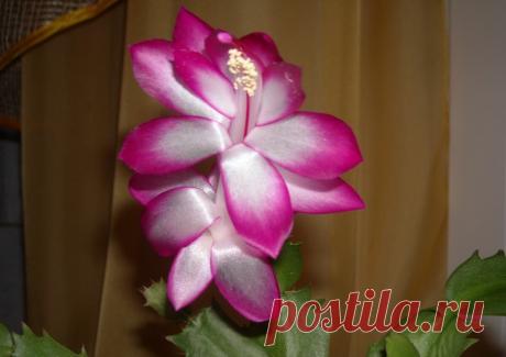 Чтобы декабрист цвел пышно и долго: правильный уход | Антонов сад - дача и огород | Яндекс Дзен